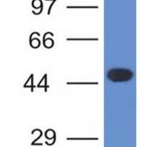 WB of Jurkat stained with PLIN2 Mouse Monoclonal Antibody AE00154
