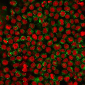 ICC of Ramos stained with CD27 Mouse Monoclonal Antibody AE00205