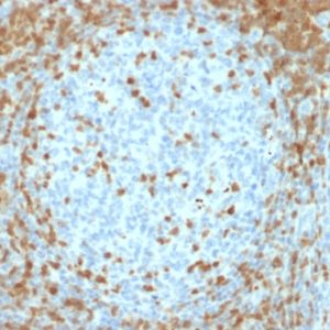 IHC of human tonsil stained with ZAP70 Mouse Monoclonal Antibody AE00240