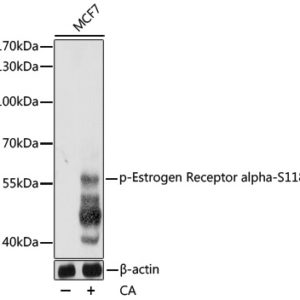 WB of MCF7 stained with ESR1-pS118 Rabbit Phospho-Specific Polyclonal Antibody AE00217