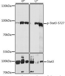 WB of NIH3T3 and C6 stained with STAT3-pS727 Rabbit Phospho-Specific Polyclonal Antibody AE00234