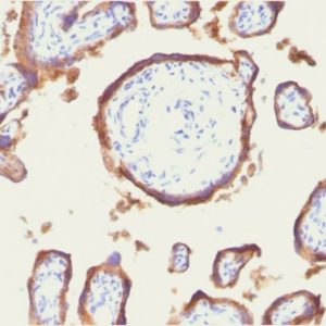 IHC of human placenta stained with EGFR Mouse Monoclonal Antibody AE00270