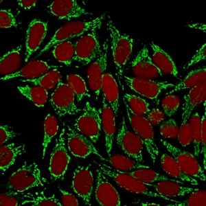 ICC of HeLa stained with HSP60 mouse Monoclonal Antibody AE00293