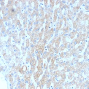 IHC of human liver stained with HSP60 Mouse Recombinant Monoclonal Antibody AE00139