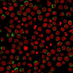 ICC of Ramos stained with CD5 mouse Monoclonal Antibody AE00135
