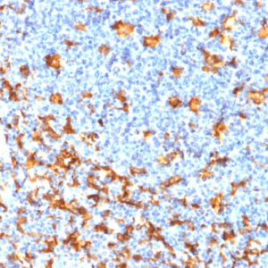 IHC of human tonsil stained with AIF1/IBA1 Mouse Recombinant Monoclonal Antibody AE00102