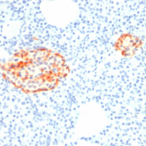 IHC of human pancreas stained with CHGA Mouse Recombinant Monoclonal Antibody AE00111