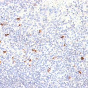 IHC of human tonsil stained with IgG4 Rabbit Recombinant Monoclonal Antibody AE00117
