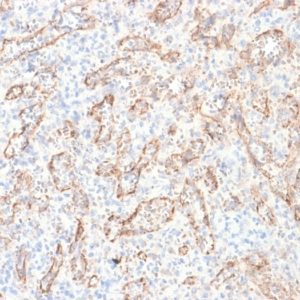 IHC of human spleen stained with TNFSF15 Mouse Recombinant Monoclonal Antibody AE00137
