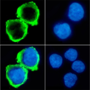 ICC of K562 stained with B7-H6 Rabbit Recombinant Antibody AE00326
