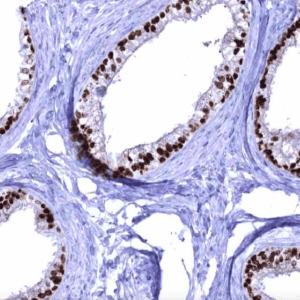 IHC of human epididymis stained with ESR1 Rabbit Recombinant Antibody AE00368